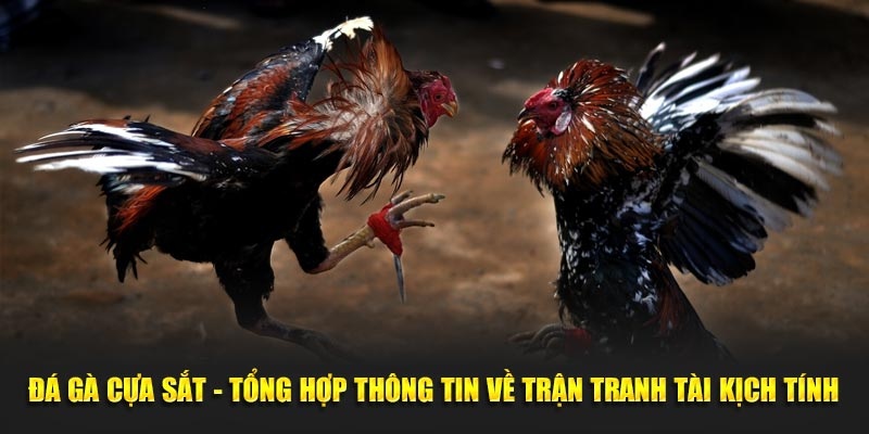 Đá gà cựa sắt - Hình thức thi đấu gay cấn, mãn nhãn