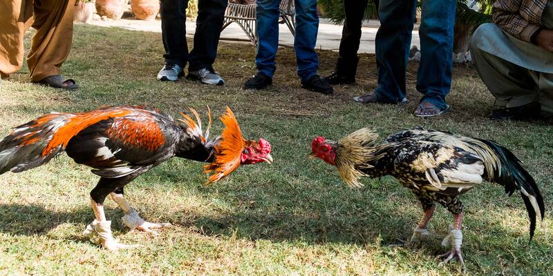 Vì cựa có độ sát thương cao, chỉ cần một hoặc hai đòn trúng đích