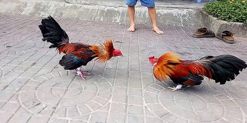 Đá gà cựa sắt tại các kê trường nổi tiếng thu hút lượng lớn người xem